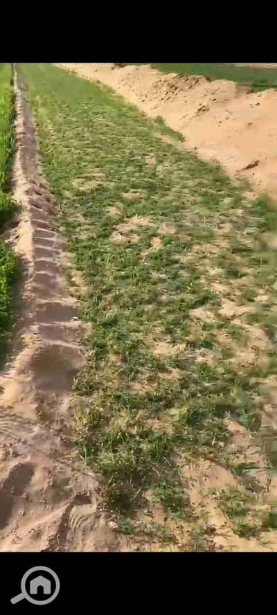 Agricultural for Sale in 6th of October, Giza - IMG-20251101-WA0035. jpg