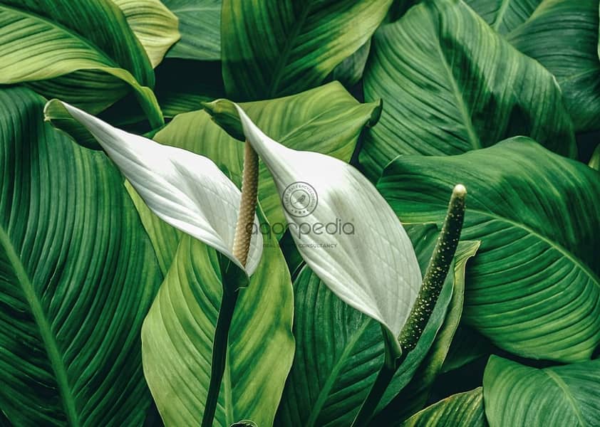 7 WhatsApp Image 2025-10-15 at 5.00. 02 PM (1). jpeg