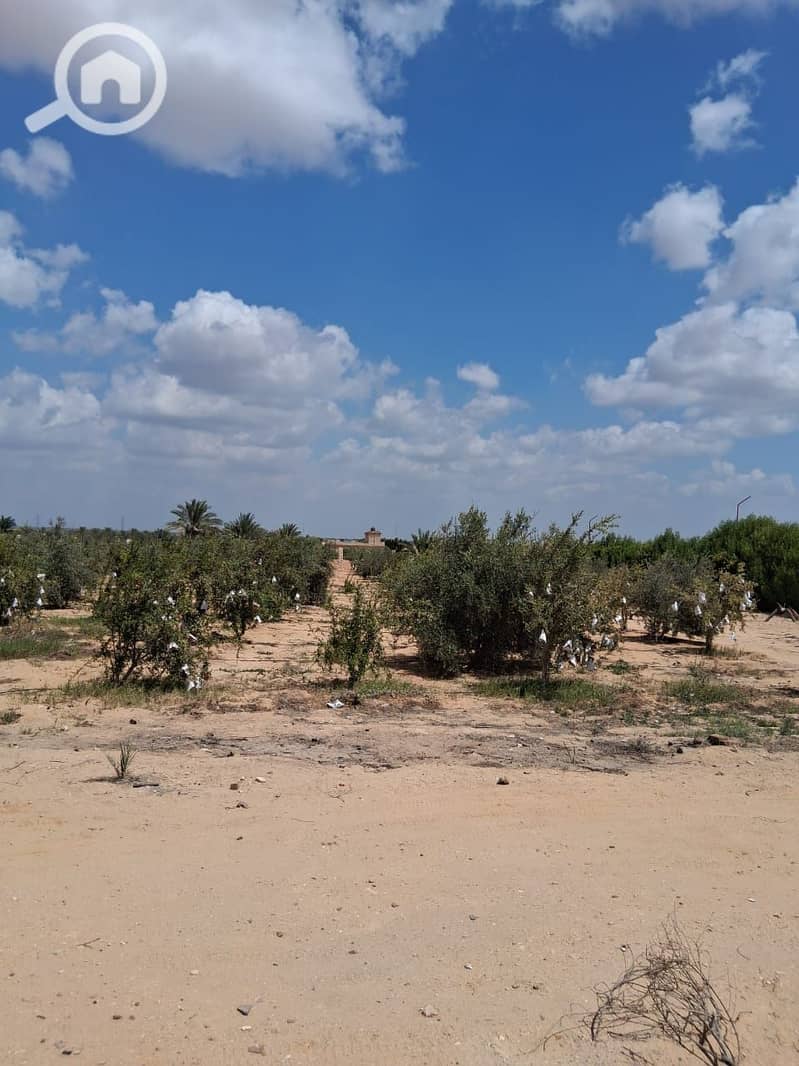 2 WhatsApp Image 2025-11-09 at 11.50. 51_d322e37d. jpg