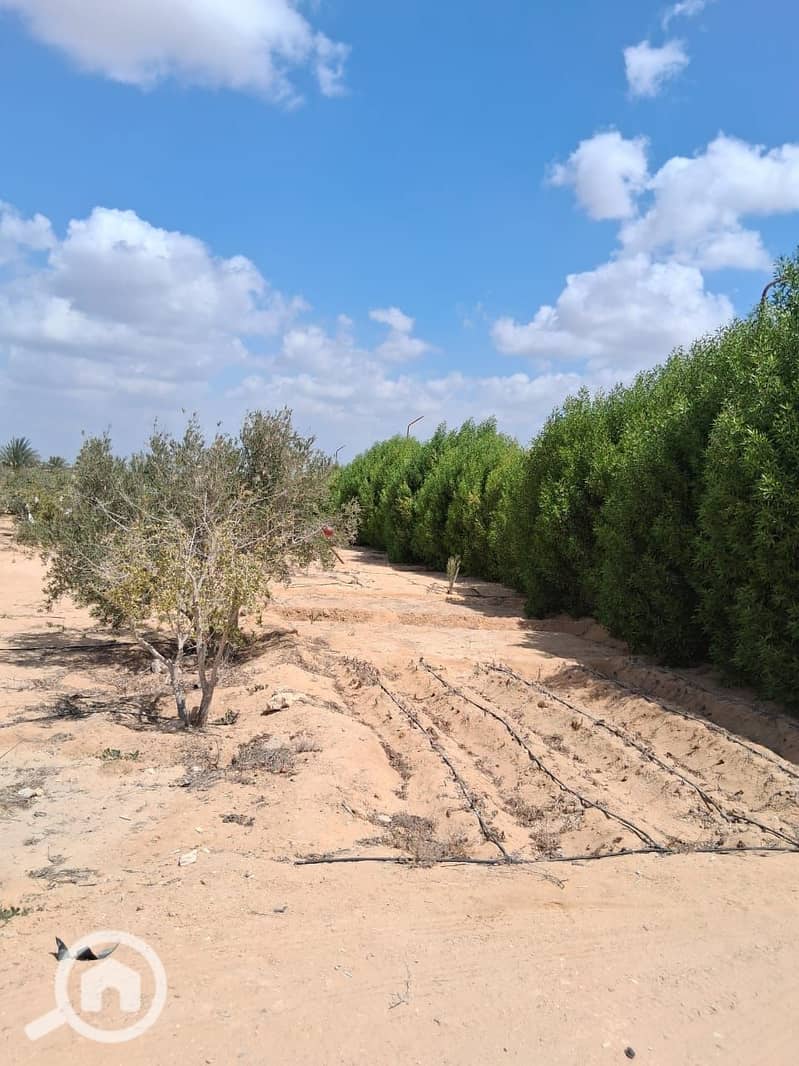 3 WhatsApp Image 2025-11-09 at 11.50. 51_dd698ad5. jpg