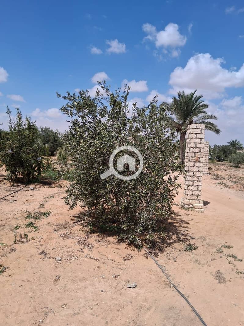 4 WhatsApp Image 2025-11-09 at 11.50. 52_b1ecd0b6. jpg