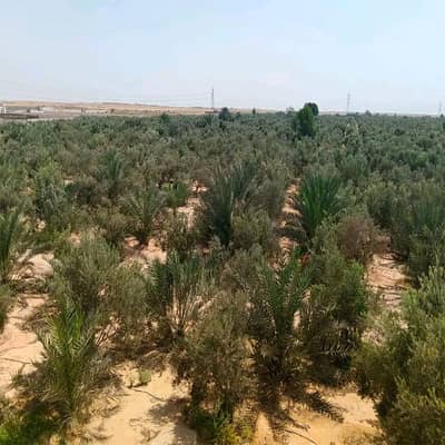 زراعي  للبيع في مدينة الإسماعيلية، الإسماعيلية - مزرعة زيتون وبلح مثمره في الإسماعيلية