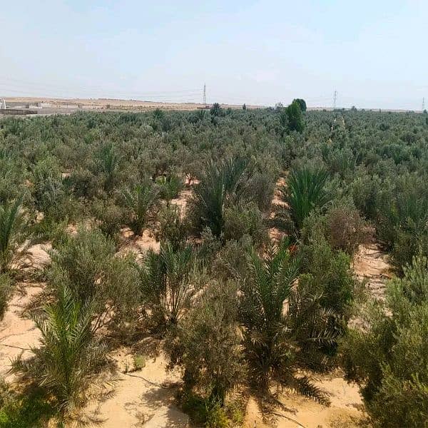 مزرعة زيتون وبلح مثمره في الإسماعيلية