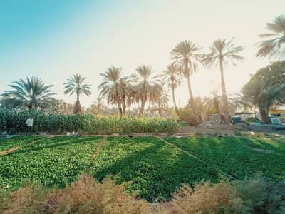 زراعي  للبيع في النوبارية، البحيرة - للبيع مزرعه علي الطريق اسكندريه الصحراوي مباشره - قبل النوباريه