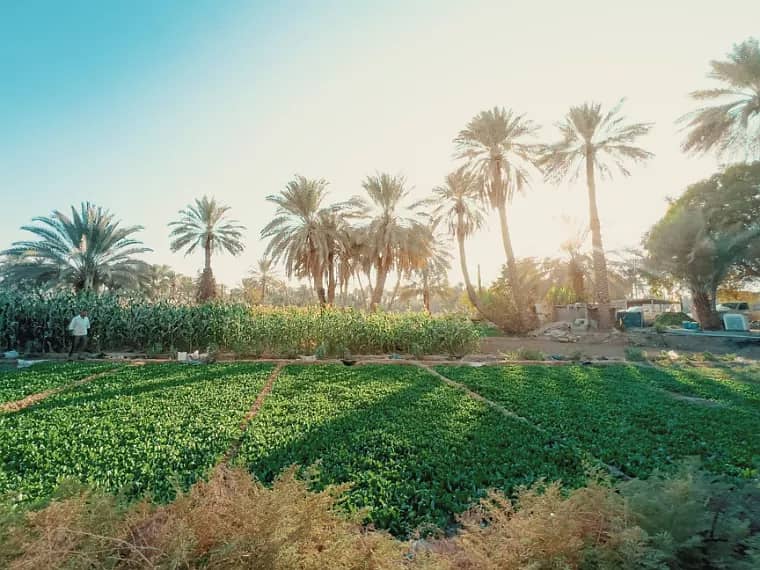 للبيع مزرعه علي الطريق اسكندريه الصحراوي مباشره - قبل النوباريه