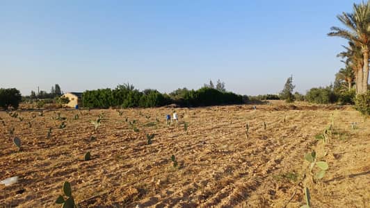 Agricultural for Sale in 6th of October, Giza - للبيع مباشرة من المالك بدون وسطاء