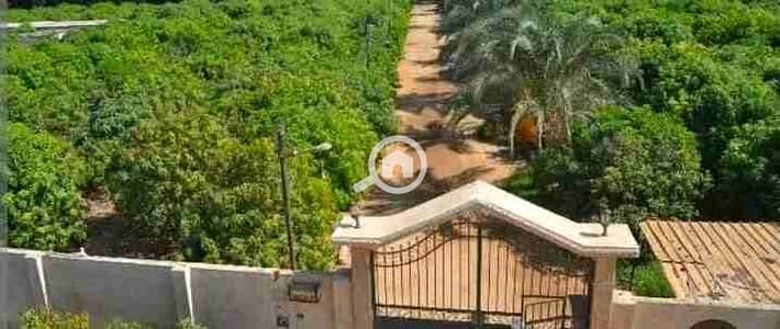 Agricultural for Sale in Damietta City, Damietta - 1000362656. jpg