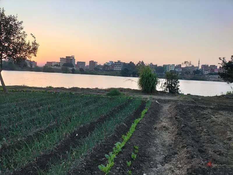 أرض للبيع 1200م على النيل مباشرة المنصورة امتداد المشاية ٢٠ الف للمتر أرض للبيع 1200م على النيل مباشرة المنصورة امتداد المشاية ٢٠ الف للمتر