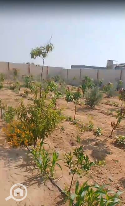 Agricultural for Sale in Ismailia City, Ismailia - Screenshot 2025-11-25 133820. png