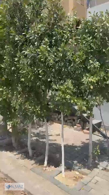 8 WhatsApp Image 2025-11-25 at 11.04. 56 AM (3). jpeg