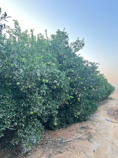 زراعي  للبيع في التل الكبير، الإسماعيلية - مزرعه للبيع