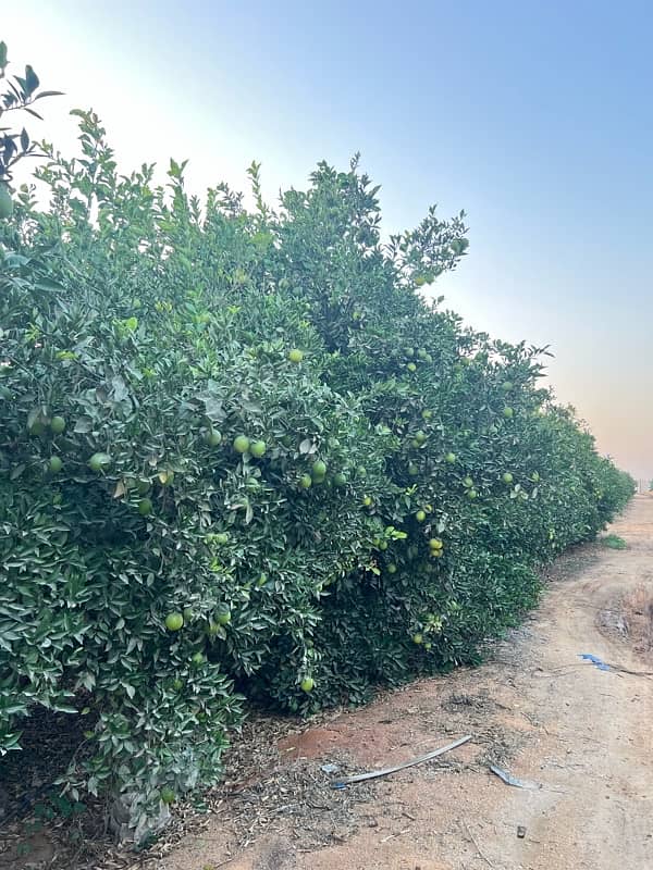 مزرعه للبيع