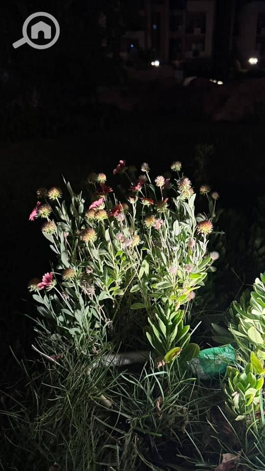 14 538036983_23924809310553741_2047501873240062401_n. jpg