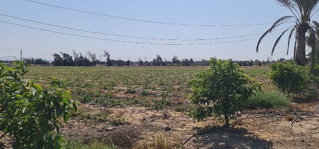 زراعي  للبيع في وادي النطرون، البحيرة - أرض زراعية ٥١ فدان مسجلة،تاني نمرة من طريق مصر اسكندرية الصحراوي