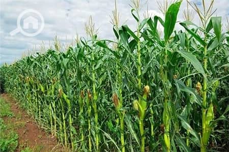 زراعي  للبيع في 6 أكتوبر، الجيزة - WhatsApp Image 2025-12-02 at 3.46. 52 PM. jpeg