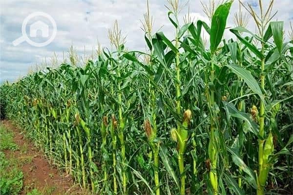 WhatsApp Image 2025-12-02 at 3.46. 52 PM. jpeg