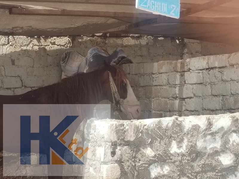 6 WhatsApp Image 2025-09-19 at 3.17. 29 PM (1). jpeg