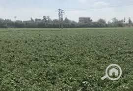 ارض بالمنوفيه. jpg