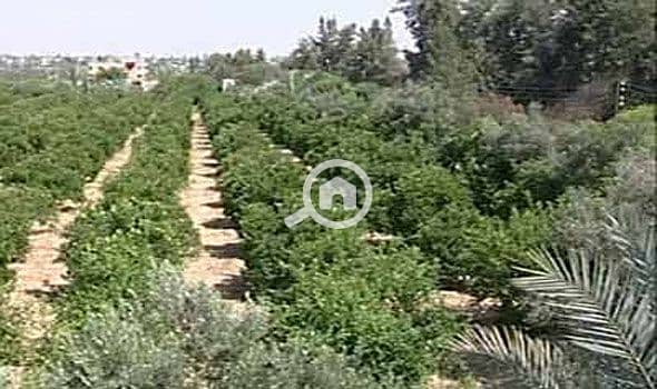 2 مزارع زينون. jpg