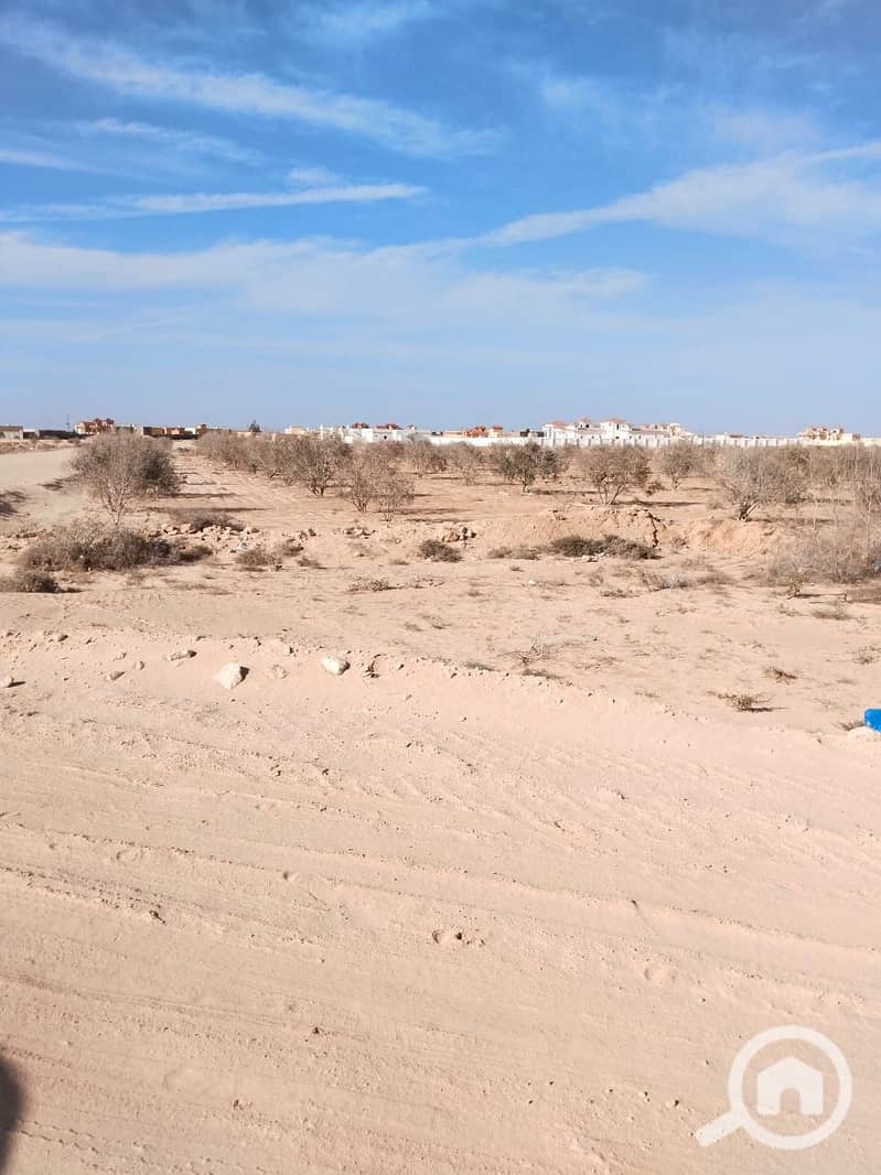 3 e3e81f2a-2c90-4226-8023-96c33ada4bf9. jpg