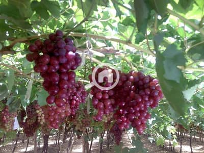 زراعي  للبيع في مدينة المنيا، المنيا - ارض عنب. jpg