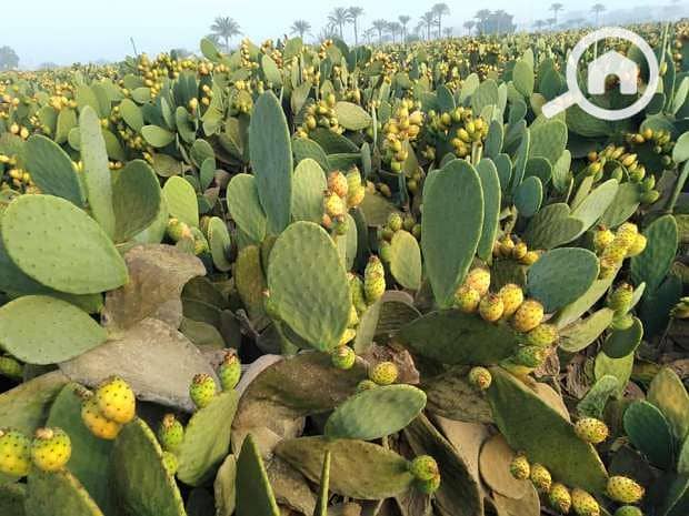 2 تين شوكى. jpg