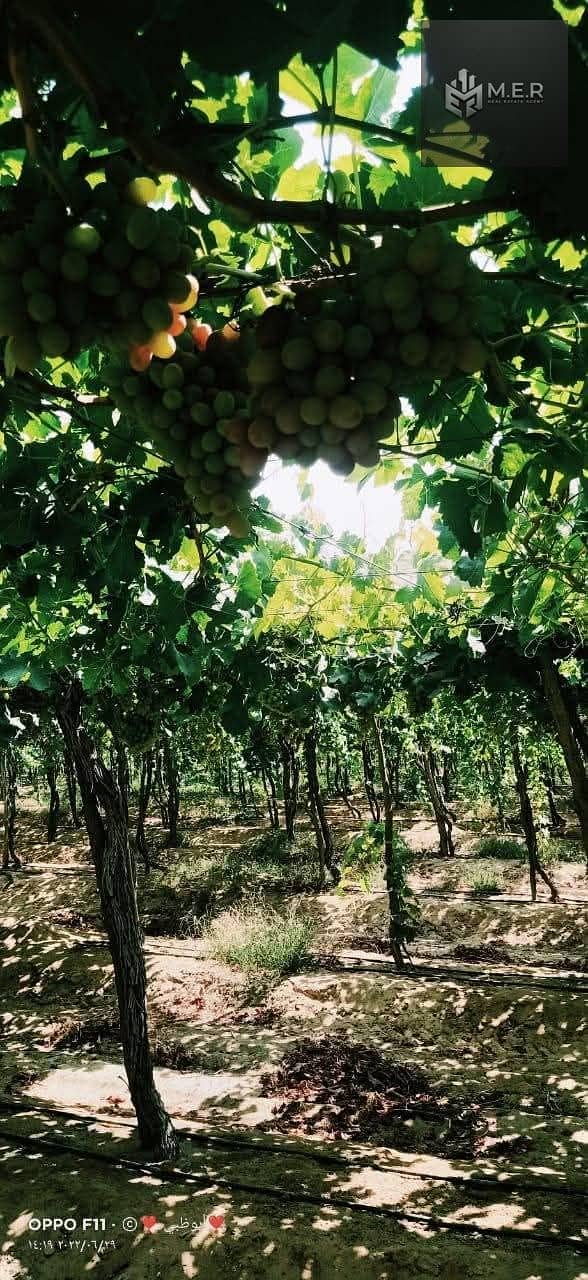 9 IMG-20251126-WA0199. jpg