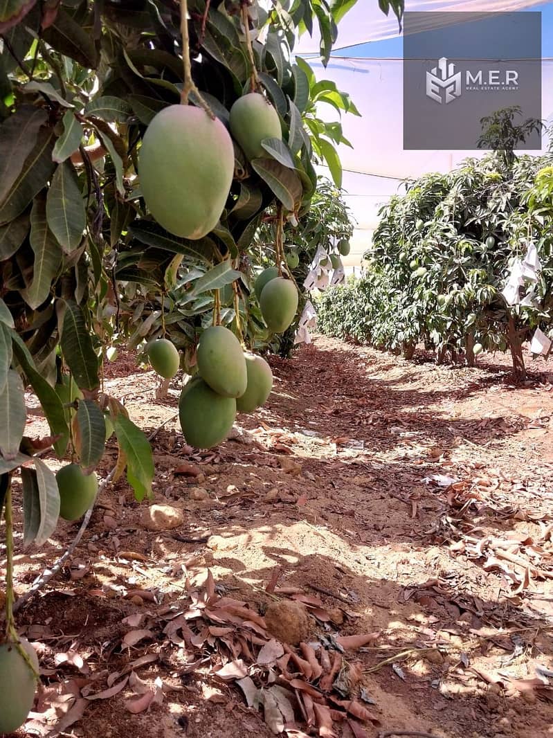 16 IMG-20251126-WA0207. jpg