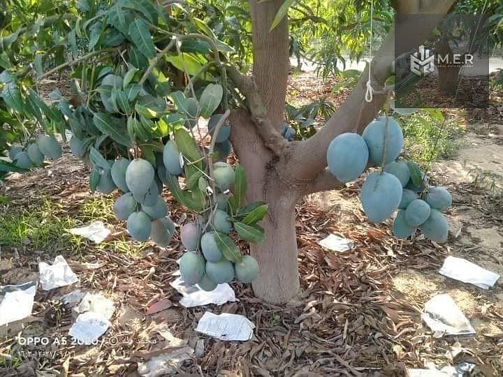 18 IMG-20251126-WA0209. jpg