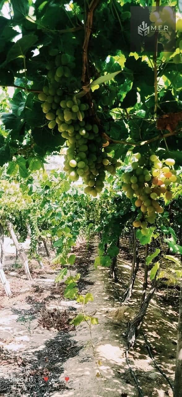 38 IMG-20251126-WA0229. jpg