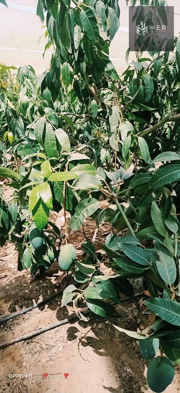 46 IMG-20251126-WA0237. jpg