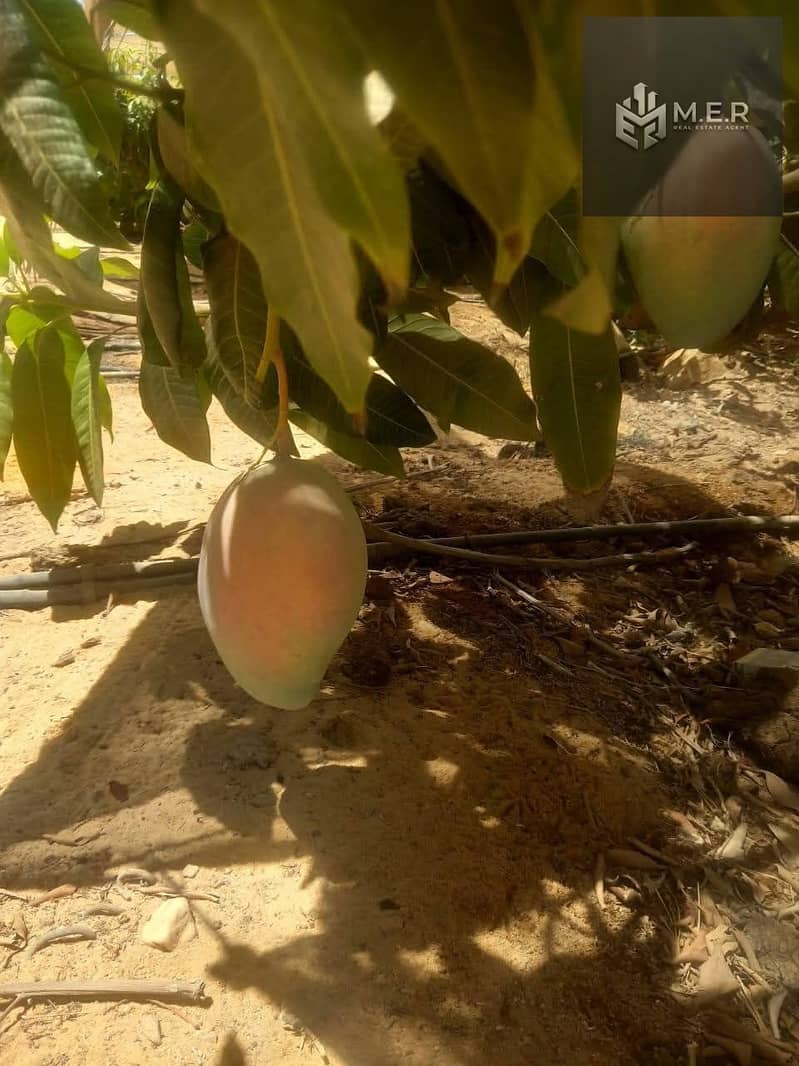 75 IMG-20251126-WA0266. jpg