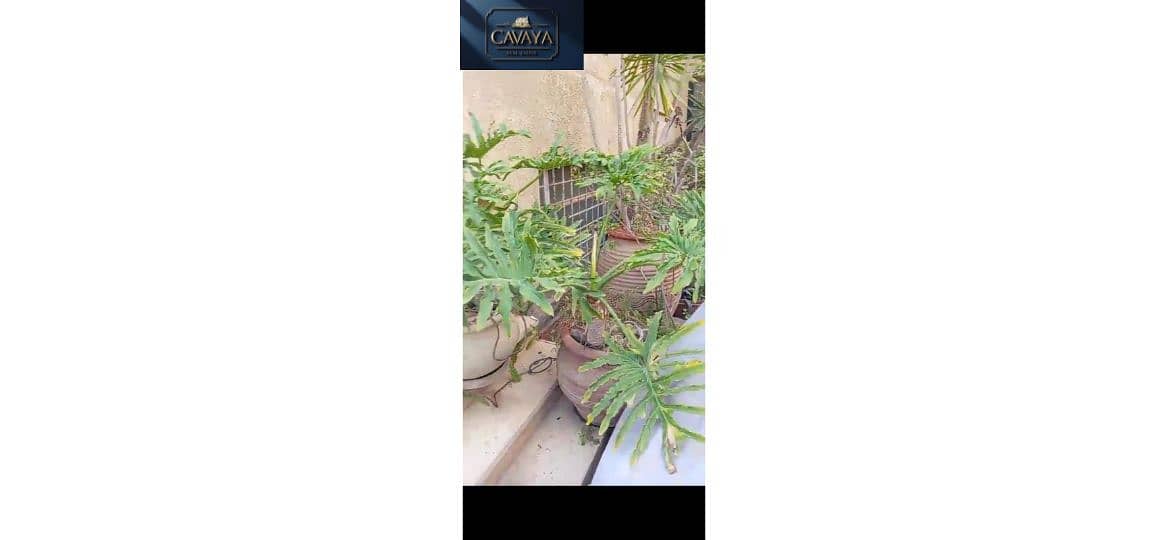 7 Untitled design (6). png