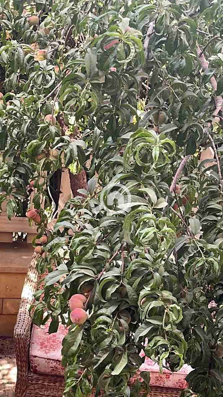 6 IMG-20251210-WA0399(1). jpg