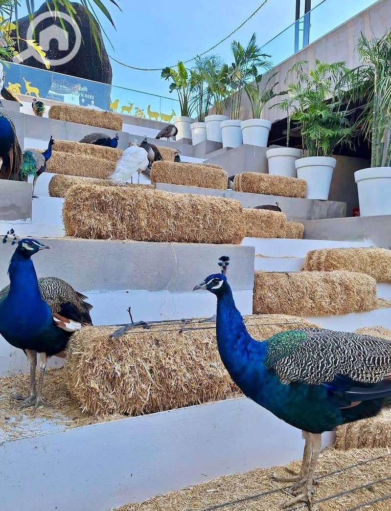 10 WhatsApp Image 2025-12-14 at 1.48. 24 PM (4). jpeg