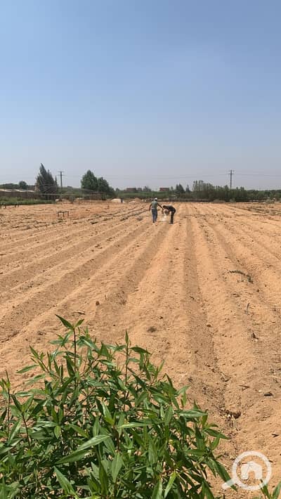 زراعي للبيع في 6 أكتوبر، الجيزة - WhatsApp Image 2025-12-13 at 10.21. 31 PM. jpeg زراعي للبيع في 6 أكتوبر، الجيزة - WhatsApp Image 2025-12-13 at 10.21. 31 PM. jpeg