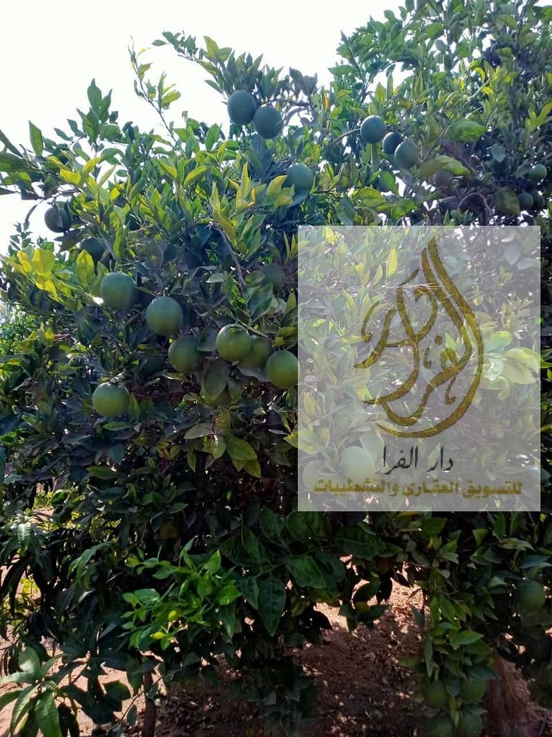 11 WhatsApp Image 2025-12-18 at 10.37. 09 AM (1). jpeg