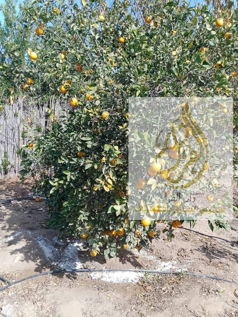 13 WhatsApp Image 2025-12-18 at 10.37. 10 AM (1). jpeg