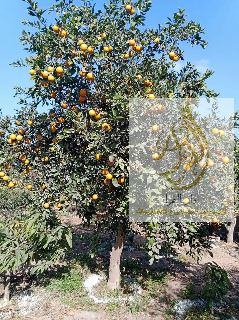 14 WhatsApp Image 2025-12-18 at 10.37. 10 AM (2). jpeg