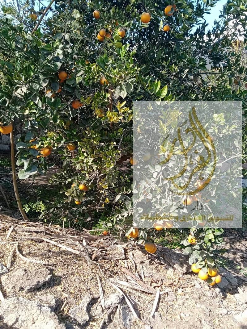 15 WhatsApp Image 2025-12-18 at 10.37. 10 AM. jpeg