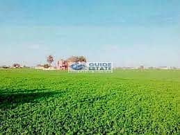 15 00عرابي. jpg