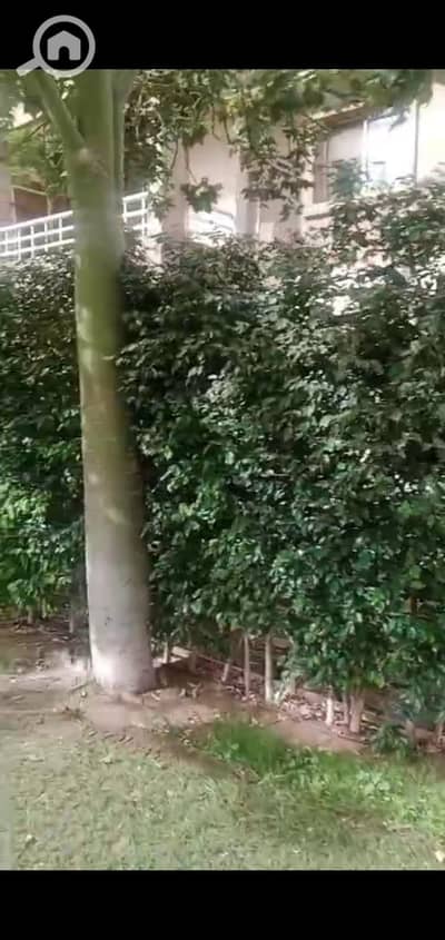 شقة 3 غرف نوم للايجار في مدينتي، القاهرة - a3eca326-ca16-4706-95a3-e6c86efff68e. jpg