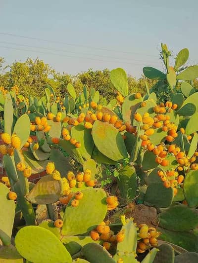 Agricultural for Sale in Tal al-Kebeer, Ismailia - ارض زراعية مميزه 10 فدان للبيع بجمعية امون الزراعية