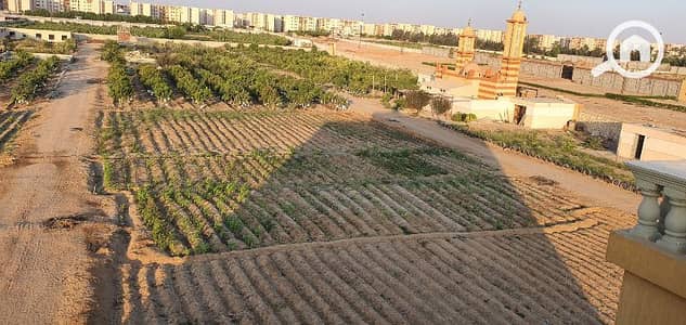 Agricultural for Sale in 10th of Ramadan, Sharqia - مزرعة ٥ فدان مزروعة و بها فيلا حمام سباحة على ١٥ دقيقة من القاهرة