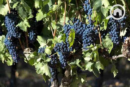 زراعي  للبيع في السادات، المنوفية - 1535291775_105_103029_3. jpg