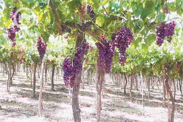 2 20210615191104856. jpg