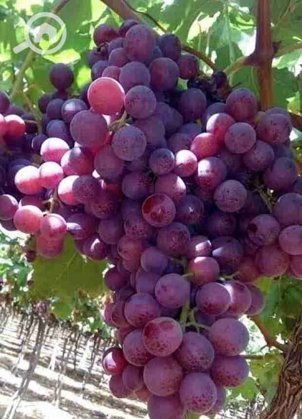 12 3707542031687637658. jpg