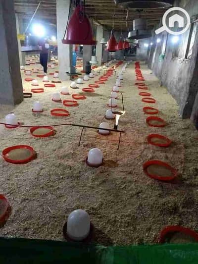 Other Commercial for Rent in 6th of October, Giza - 1000089257. jpg