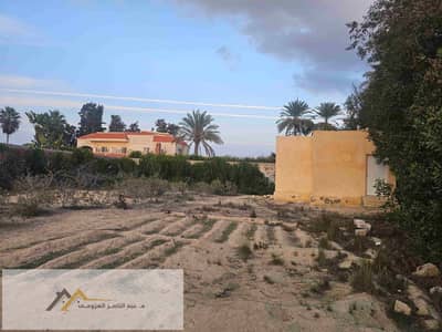 Residential Land for Sale in King Mariout, Alexandria - 1001071129. jpg