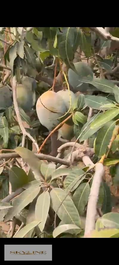 زراعي  للبيع في العبور، القاهرة - WhatsApp Image 2025-12-26 at 08.27. 17 (3). jpeg